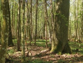 Что может быть с древней дубравой возле деревни Сукач