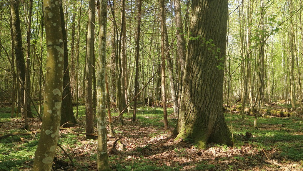 Что может быть с древней дубравой возле деревни Сукач