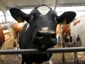 В Ивацевичском районе вычислили предпринимателя, скупавшего мясо