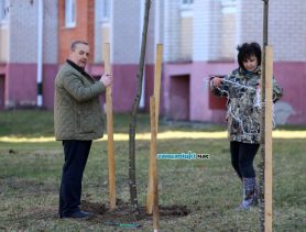 Накануне «Недели леса» в Ганцевичах высадили липовую аллею