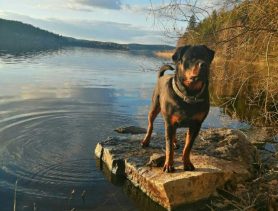 Повысился ли в Беларуси налог на собак, и кто его должен платить