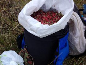 Мужчина в Столинском районе отправился собирать клюкву и утонул