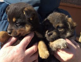 Как помочь бездомным животным: опыт Лунинца