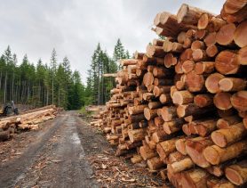 Кто покупает продукцию деревообработки Беларуси после введения санкций?