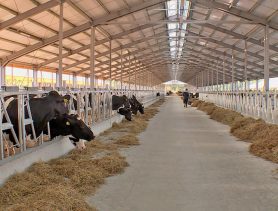 Спынена дзейнасць прадпрымальніка, які займаўся закупам жывёлы ў Брэсцкай вобласці