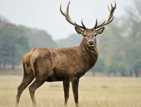 На территории Беловежской пущи пристрелили благородного оленя
