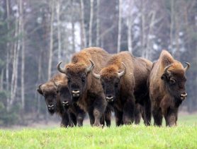 Пять зубров погибли в Брестской области: причина пока неизвестна