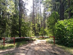 В лесу возле Кобрина пропал пенсионер: его искали полночи