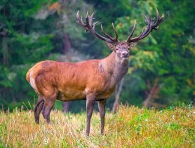 В Ивацевичах осудили минского браконьера, застрелившего благородного оленя
