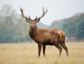 В Беловежской пуще застрелили оленя: браконьера могут лишить свободы