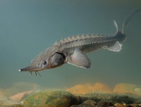 Браконьеры в Березовском районе выловили рыбу, занесенную в Красную книгу, и заплатят крупный штраф