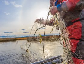 За один день в разных районах Брестской области задержали троих браконьеров