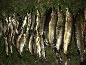 Браконьеры в Столинском районе «наловили» рыбы почти на 10 тысяч рублей