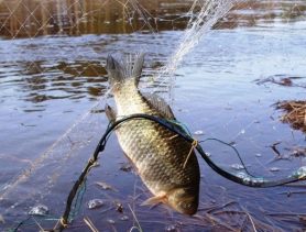 Браконьерам из Пружанского района рыбалка обошлась почти в 20 тысяч рублей и «домашней химией»