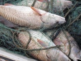 Браконьеры выловили в Лунинецком районе 22 килограмма рыбы. Что им грозит?