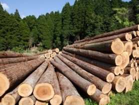 Вице-премьер Беларуси: в Европе будут покупать нашу древесину, несмотря на санкции