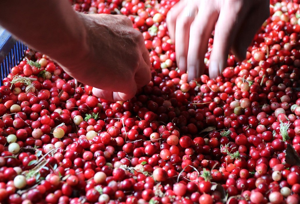 Стали известны сроки заготовки брусники и клюквы в Брестской области 