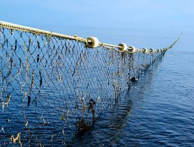 Браконьер в Пинском районе нарыбачил сетями на уголовную статью