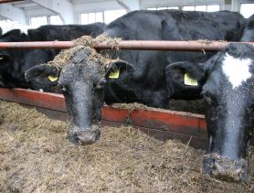 В Пружанском районе за падёж стада коров с работников взыщут 340 тысяч рублей