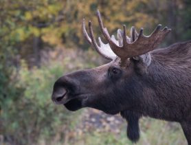 За убитого лося в Брестской области браконьеры заплатили почти 10 тысяч рублей