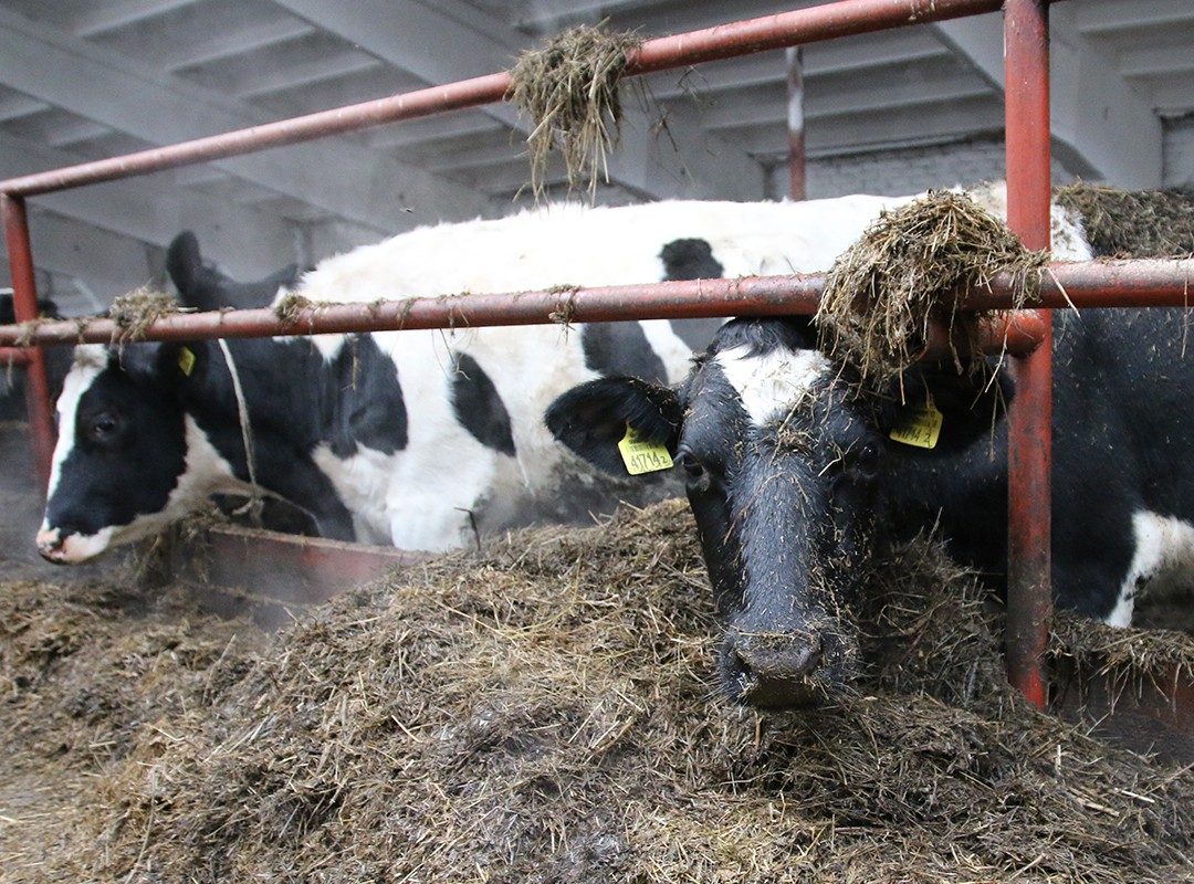 В одном из хозяйств Брестской области скрыли падеж почти полсотни молодняка скота