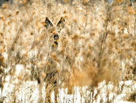 Не пропадать же добру! Найденную на поле косуля жителю Барановичского района оценили в 700 рублей и уголовное дело