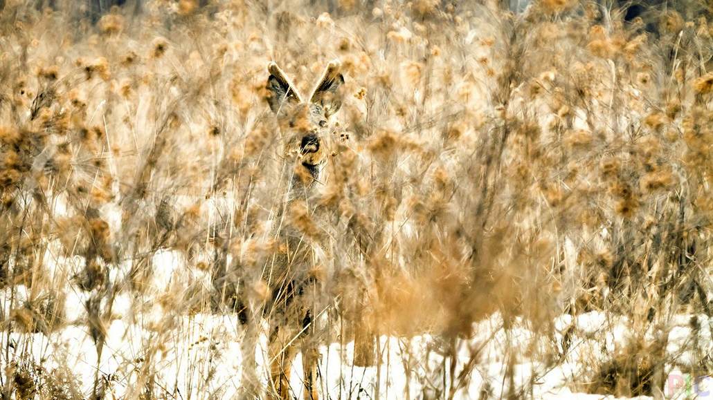 Найденную на поле косуля жителю Барановичского района оценили в 700 рублей и уголовное дело