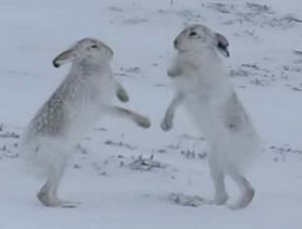 На трассе под Барановичами подрались зайцы. Есть видео
