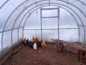 Видео, как куры зимуют в теплице, «порвало» TikTok