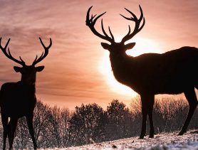 У охотника из Пружанского района украли рога