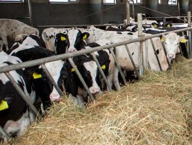 Почему гибнет скот? В Брестской области проверили условия содержания животных