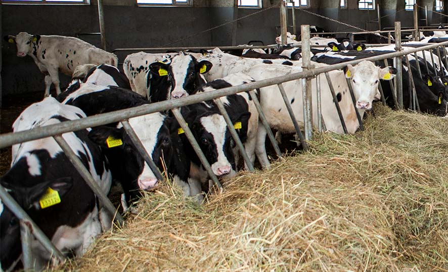 Молоко на ферме в Брестской области телята получали только на бумаге 