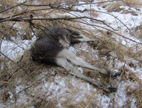 Браконьеры в Брестской области «наохотились» на 57 тысяч рублей