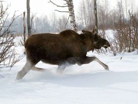 Отца и сына в Брестской области будут судить за убийство самки лося