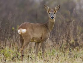 Браконьеры застрелили косулю в Брестской области. Что им за это грозит?
