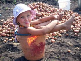 Где в мире самый дорогой и дешёвый картофель?