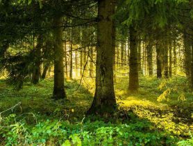 В Ганцевичском районе искали заблудившегося грибника