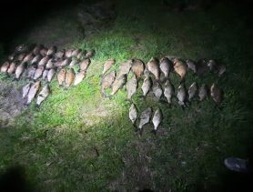 Срубил дуб и берёзу – заплатит как за мебельный гарнитур