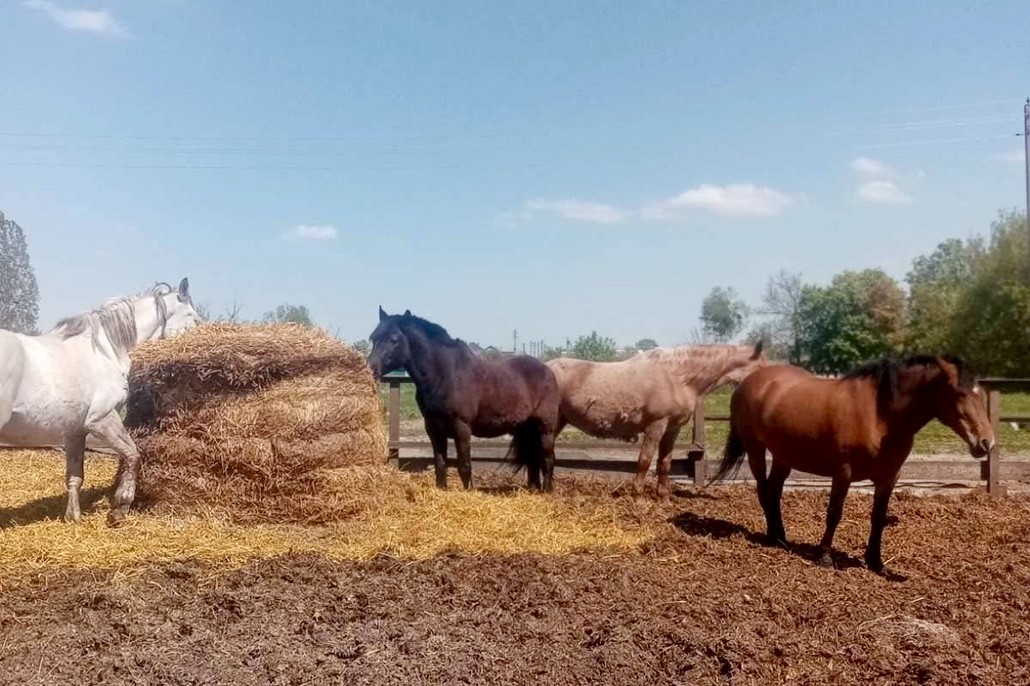 лошади на ферме