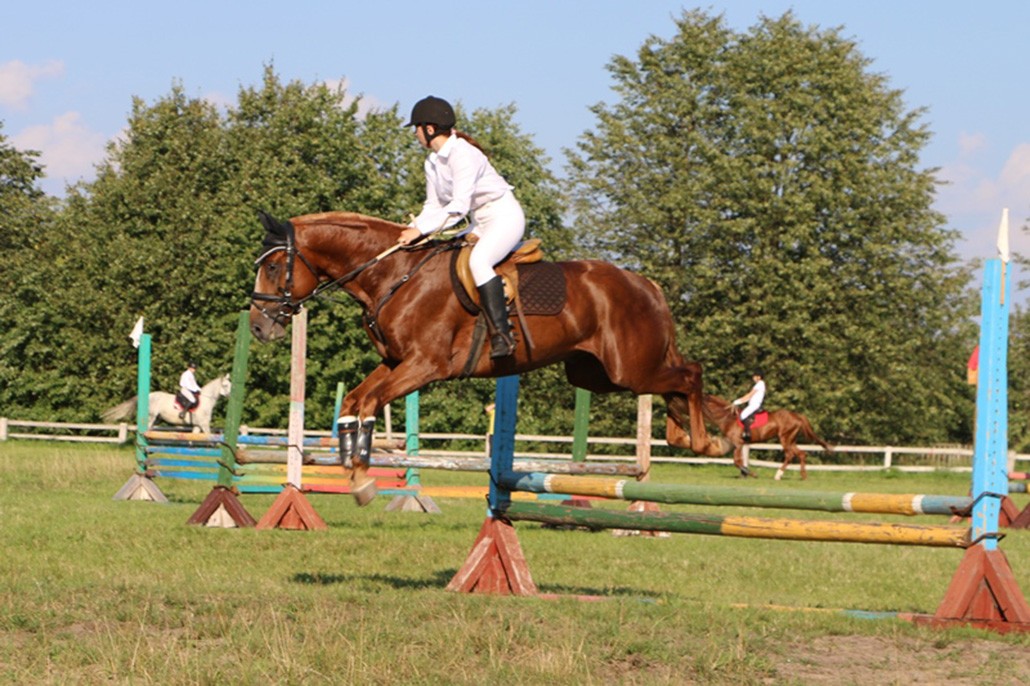 спортивные лошади