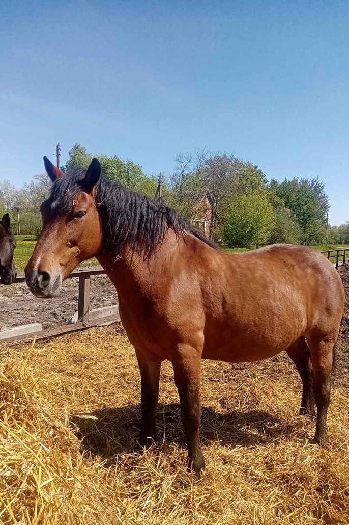 продаются лошади