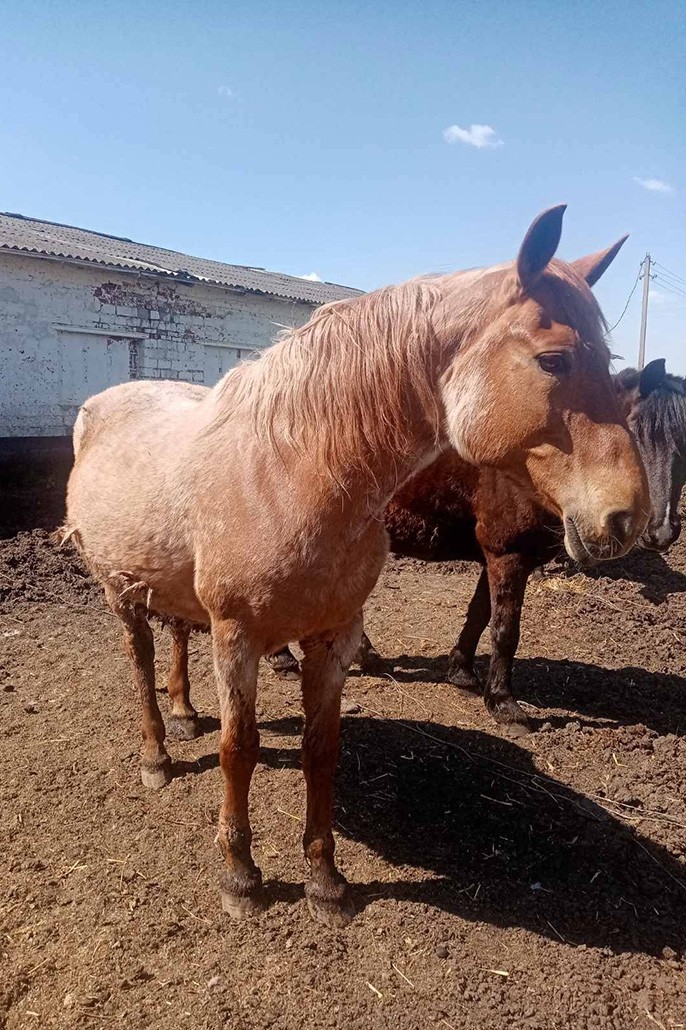 лошадь на продажу