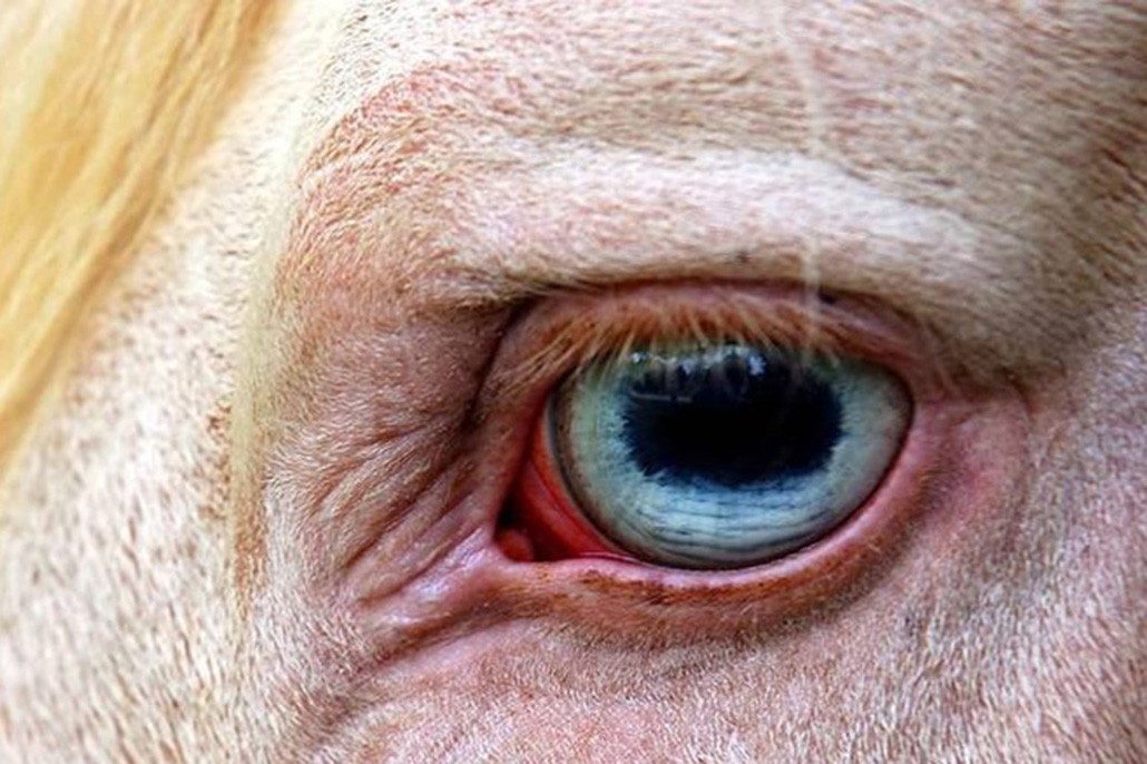 глаз белой лошади