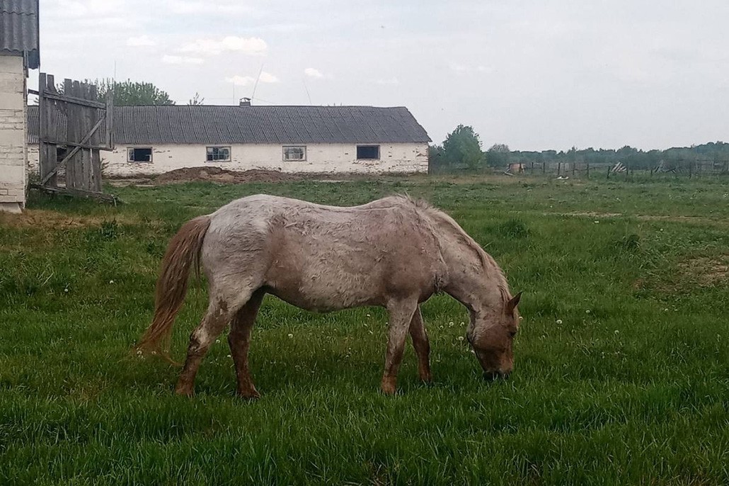 лошади на ферме 