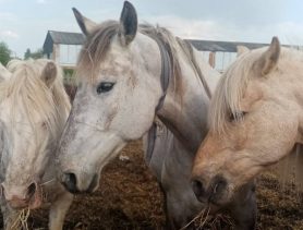 Чтобы спасти лошадей от мясокомбината, волонтёры придумали лотерею