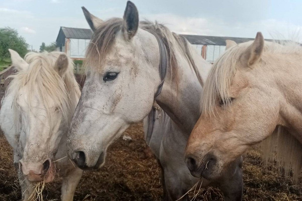 Лошади, которые работали на фермах в Ганцевичском районе Брестской области, окажутся на мясокомбинате, если их не купят.