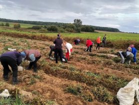 Неужели санкции помогли? Что происходит с сельским хозяйством в Беларуси