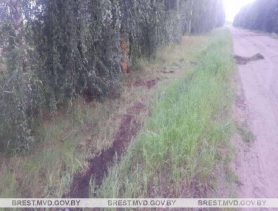 Пьяный водитель врезался в придорожное дерево в Брестской области