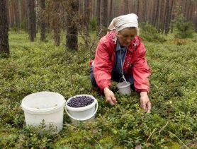 Цена на чернику растет «черепашьим шагом»: по чём её принимают в Брестской области