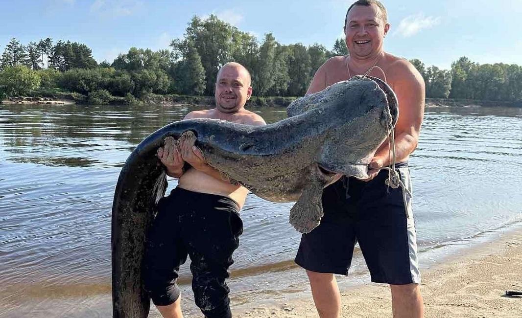 Гигантского сома поймали в Припяти
